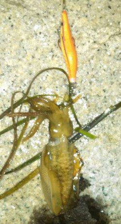 江井ヶ島　ナイトエギングでアオリ新子2ハイ