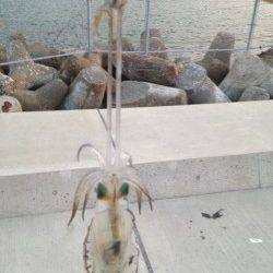 小島エギング、ヒットエギは2号と2.5号♪