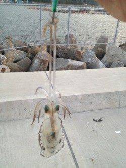 小島エギング、ヒットエギは2号と2.5号♪