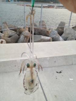 小島エギング、ヒットエギは2号と2.5号♪…