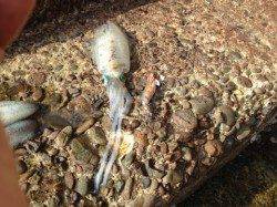 和歌山市北部コロッケからトンカツサイズを20杯