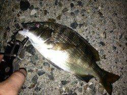 岸和田　ウキ釣りでアコウ狙いもチヌ＆アオリ新子