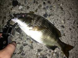 岸和田　ウキ釣りでアコウ狙いもチヌ＆アオリ…