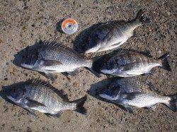 西宮浜、深夜のウキ釣り、最大40cmのチヌの釣果