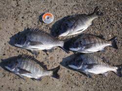 西宮浜、深夜のウキ釣り、最大40cmのチヌ…