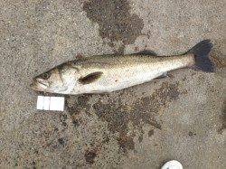 海南エリアで88cmのシーバスをキャッチ♪