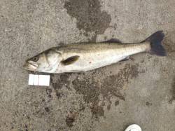 海南エリアで88cmのシーバスをキャッチ♪…