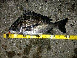 舞洲　チニングでキビレ5匹・チヌ・ガシラ　高活性で当たりは多い