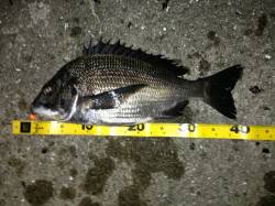 舞洲　チニングでキビレ5匹・チヌ・ガシラ　…