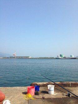 敦賀港　明け方のサビキで豆アジ＆コノシロ