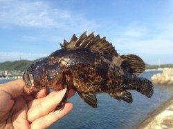 深日漁港　アジング・ガシリングでタケノコメバル・アジ・カマス・キス