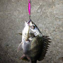 舞洲　チニングでキビレ狙い楽しめる