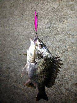 舞洲　チニングでキビレ狙い楽しめる