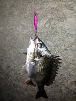 舞洲　チニングでキビレ狙い楽しめる