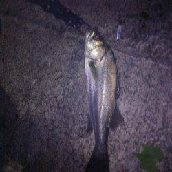 犬見～本郷　メタルジグのただ巻きでシーバス〜40cm5匹！