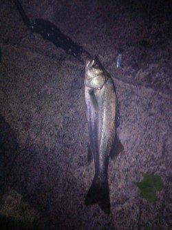 犬見～本郷　メタルジグのただ巻きでシーバス〜40cm5匹！