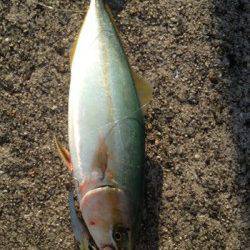 武庫川尻一文字　表層早巻きでツバスがヒット