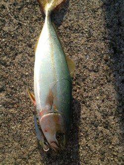 武庫川尻一文字　表層早巻きでツバスがヒット