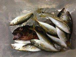 淡輪漁港　アジングで豆アジ20尾前後　ダートタイプのジグヘッドにアタリ