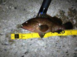 岸和田　リベンジ釣行で本命アコウゲット！チヌの姿も