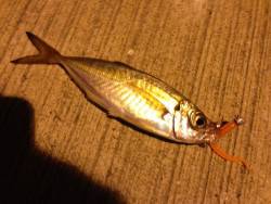 深日漁港　アジングで豆アジ16匹　小一時間…