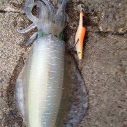 加太漁港　夕方のエギングでアオリイカ1kg＆800g!