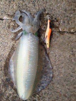 加太漁港　夕方のエギングでアオリイカ1kg＆800g!