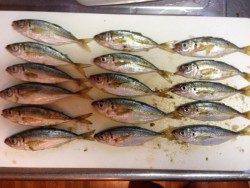 深日漁港　アジングで豆アジ16匹　小一時間の釣果