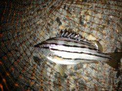 岸和田エリア、本命のアコウをウキ釣りでＧＥＴ♪