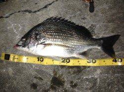 舞洲でのチニング、納得サイズが釣れました