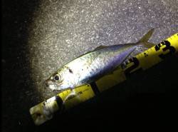 田辺・戎漁港でアジング、アタリは多いです