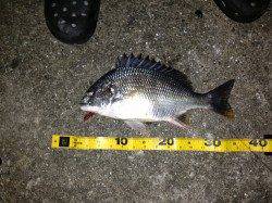 大阪南港、チニングでキビレの釣果