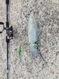 衣奈でエギング、ボトムを丹南に探って900gGET！