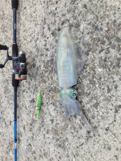 衣奈でエギング、ボトムを丹南に探って900…