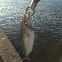 武庫川尻一文字　表層早巻きでツバスがヒット