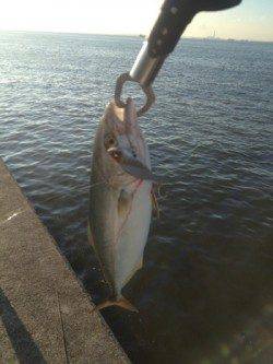 武庫川尻一文字　表層早巻きでツバスがヒット