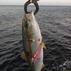 【風が強いです】岸和田でツバス、早巻きでHIT