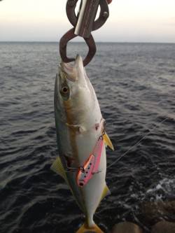 【風が強いです】岸和田でツバス、早巻きでH…