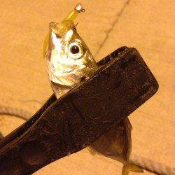 深日漁港、豆アジング釣果、黄色に高反応！