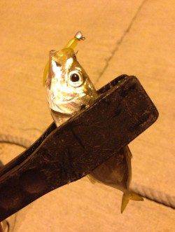 深日漁港、豆アジング釣果、黄色に高反応！