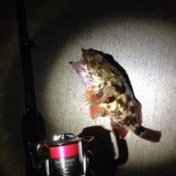 淡輪漁港　アジングで豆アジ20尾前後　ダートタイプのジグヘッドにアタリ