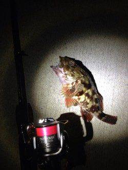 淡輪漁港　アジングで豆アジ20尾前後　ダートタイプのジグヘッドにアタリ