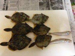 須磨でアジのませで68cmのスズキ！！