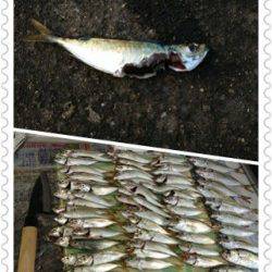 兵庫突堤　サビキは豆アジ快調　ジグでツバスも