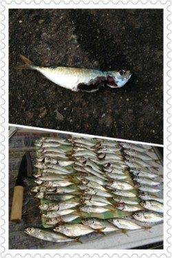 兵庫突堤　サビキは豆アジ快調　ジグでツバスも