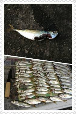 兵庫突堤　サビキは豆アジ快調　ジグでツバス…