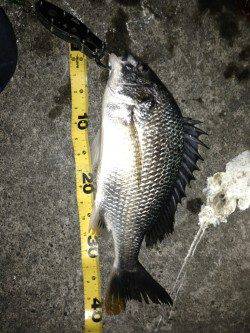 状況の悪い中計6枚！舞洲でチニング