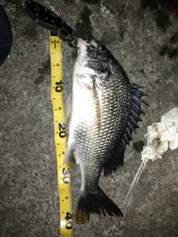 状況の悪い中計6枚！舞洲でチニング