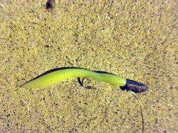 小島　アジングでアジ2匹　ボトムでヒット