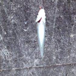 垂水漁港　ウキ釣りでサヨリ30匹　他アジ・イワシも